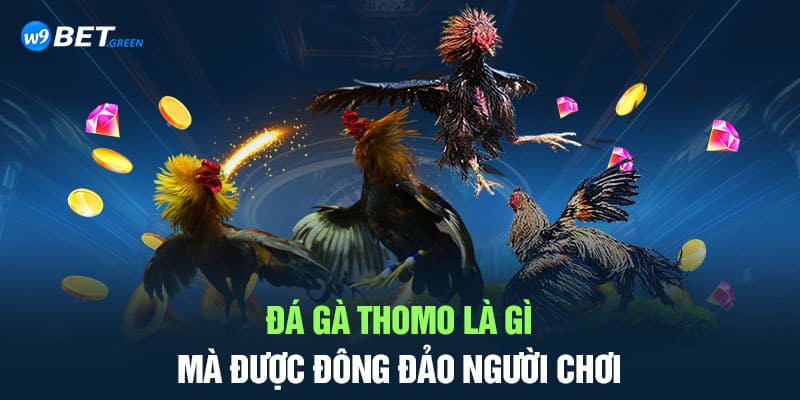 Đá gà Thomo là gì