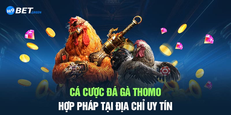 Đá gà Thomo là gì