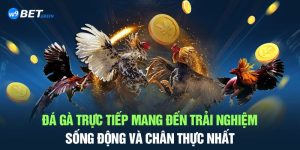 đá gà trực tiếp